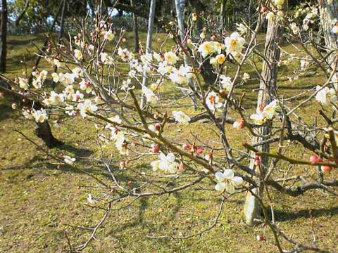 梅の開花