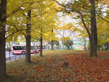 村上緑地公園の紅葉