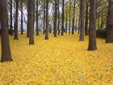 村上緑地公園のイチョウ