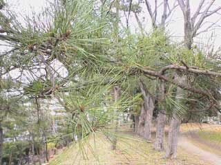 村上緑地公園の松