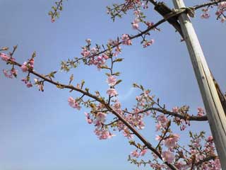 河津桜の開花200323