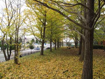 村上緑地公園の銀杏並木