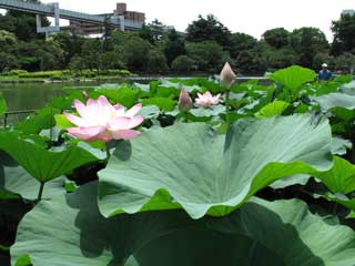 千葉公園・大賀はす