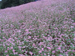 北総花の丘公園の赤そば