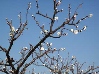 北総花の丘公園の白梅