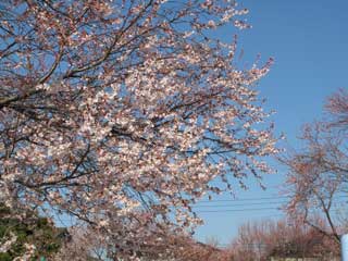 黒沢台第二公園の桜