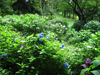 村上緑地公園の紫陽花