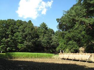 房総のむらの水田