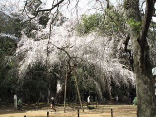 福星寺のしだれ桜