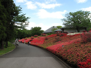 ＤＩＣ川村美術館つつじ山