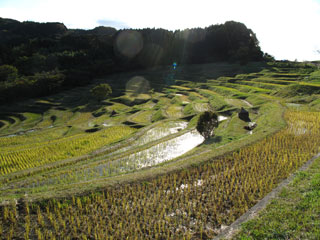 大山千枚田