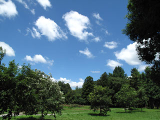 村上緑地公園の青空