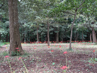 村上緑地公園の彼岸花