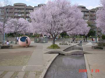 公園の桜満開