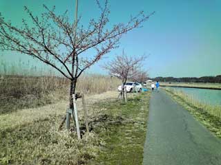 河津桜の開花2010