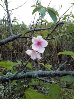 河津桜11月の開花