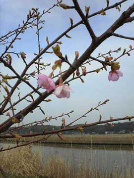 河津桜開花