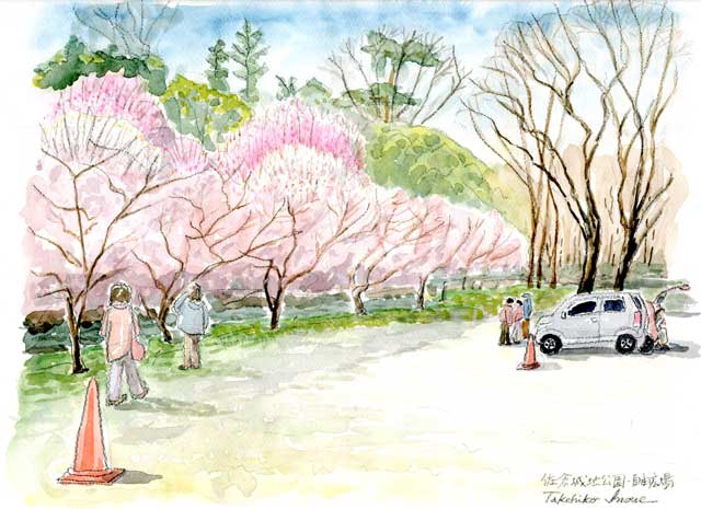 佐倉城址公園-梅林と河津桜