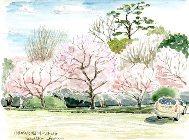 佐倉城址公園・河津桜と梅林