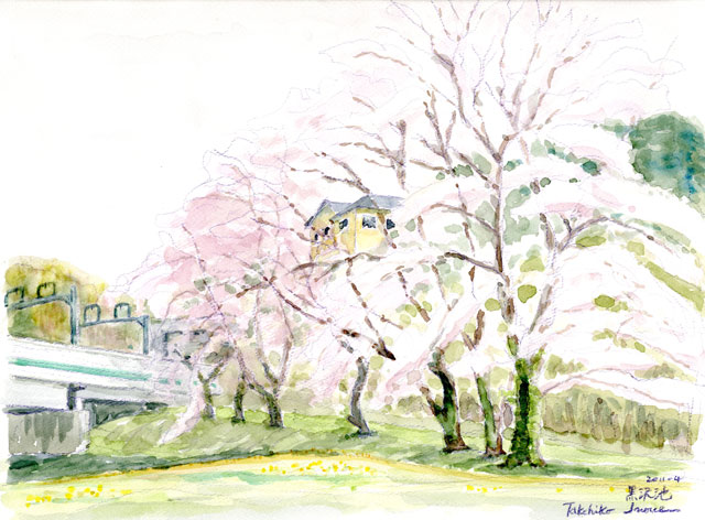 黒沢池の桜