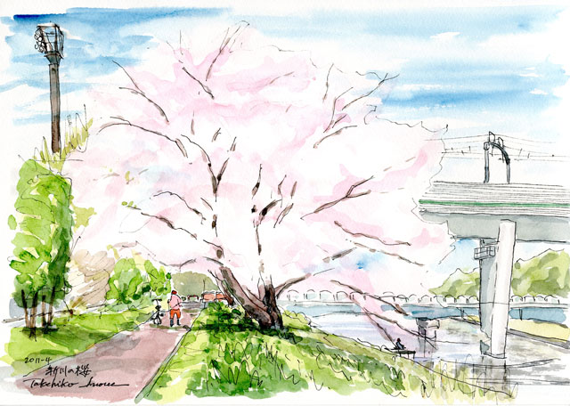 新川・村上橋の桜