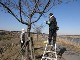 2月剪定作業