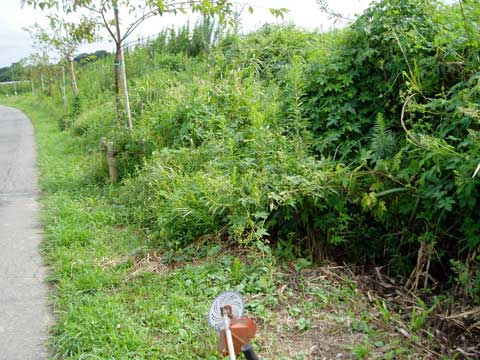 花山機場草刈前