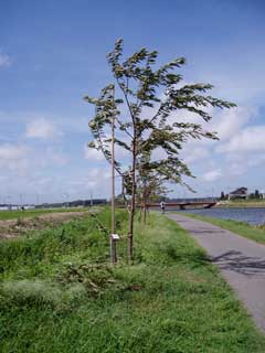 9-17台風被害補修004