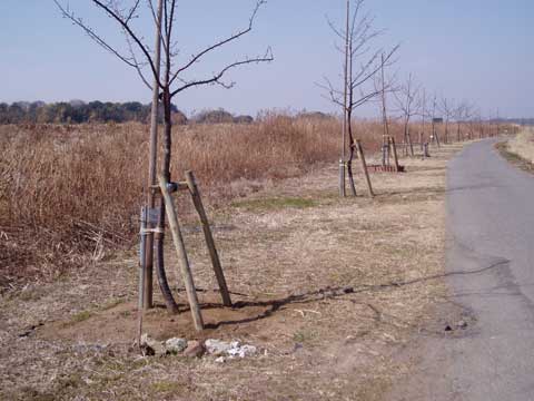 定例作業・鳥居型支柱16