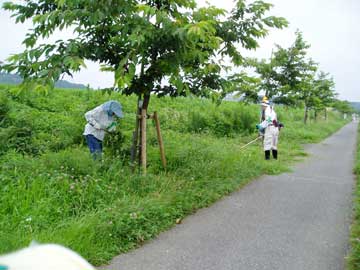 除草