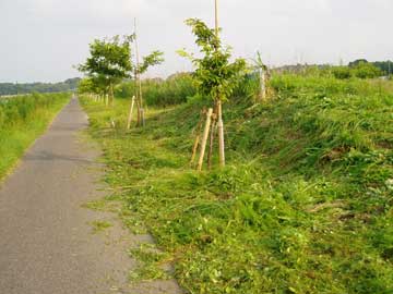 除草後