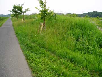 除草前