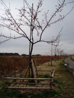 被害樹の開花