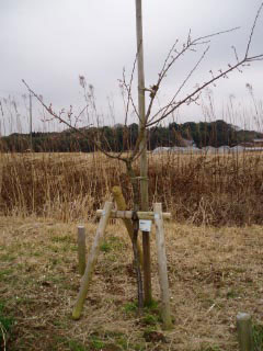 焚火被害樹の開花